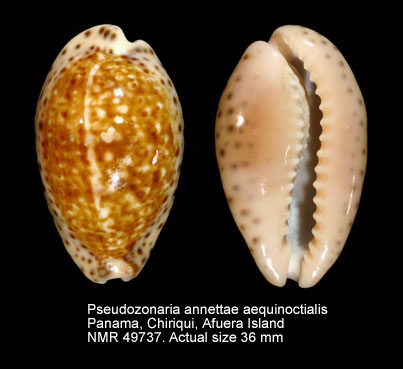 Pseudozonaria annettae aequinoctialis.jpg - Pseudozonaria annettae aequinoctialis(Schilder,1933)